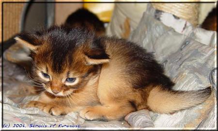 chaton